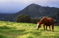 Panama