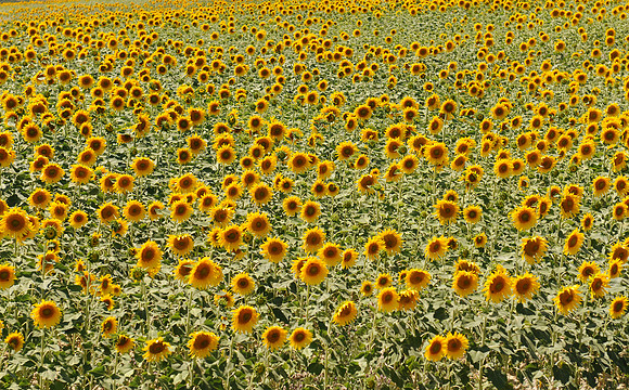 Sunflower field somewhere in Spain.